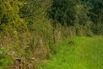 Scenic view of forest