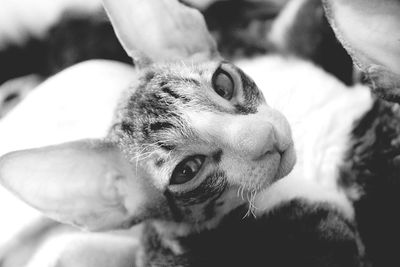 Close-up portrait of cat looking away