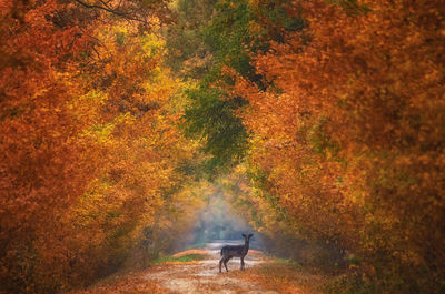 Young fallow deer,  dama dama in autumn magic morning, in the forests of romania