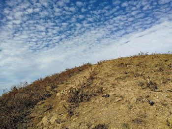 Low angle view of plants on land against sky