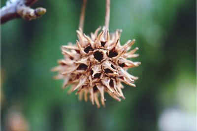 Close-up of dry plant