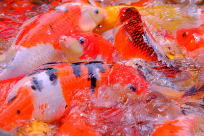 Close-up high angle view of koi carps swimming in pond