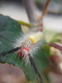 Close-up of flower