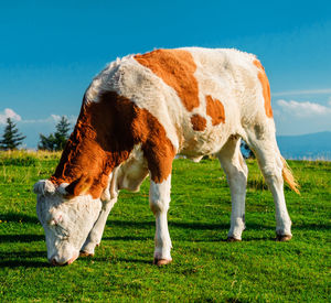 Cow grazing on field against sky