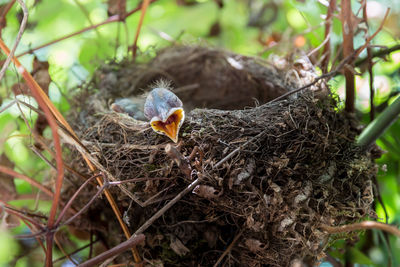 View of bird in nest