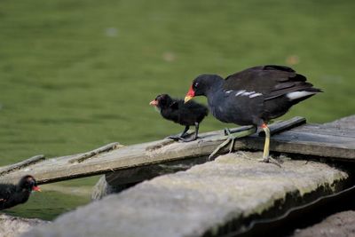 Close-up of bird perching on tree trunk