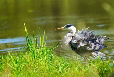 Bird on lakeshore