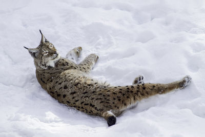 High angle view of animal on snow covered land