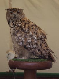 Close-up of owl perching on wood