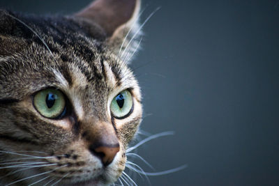 Close-up of cat looking away