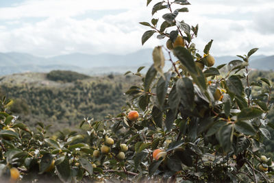 Close-up of fruits growing on plant against sky