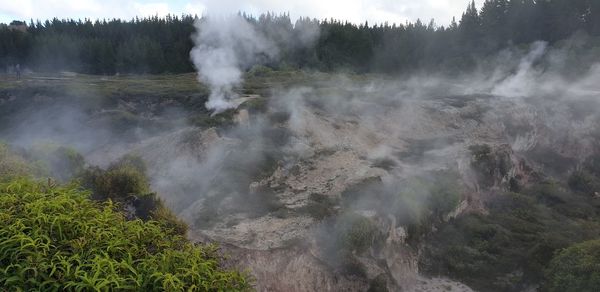 Panoramic view of trees on landscape