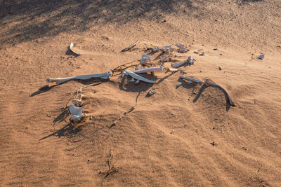 Skeleton of a dead camel at north horr sand dunes in marsabit county, kenya