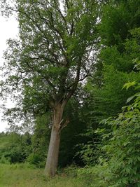 Trees in forest