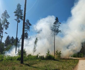 Smoke emitting in forest against sky