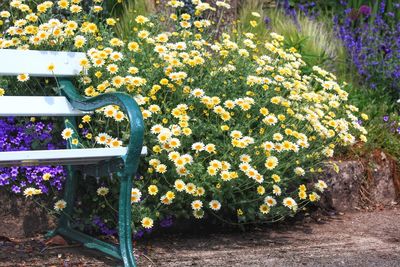 Yellow daisies in a park near a bench