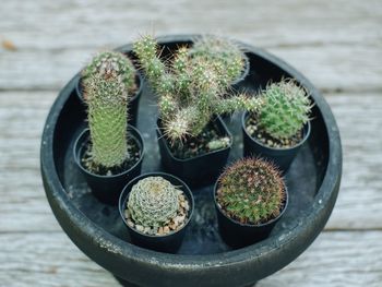 High angle view of succulent plants in pot