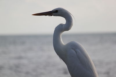 Close-up of gray heron against sea