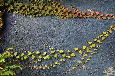 High angle view of yellow flowering plant by wall