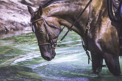 Brown horse in river