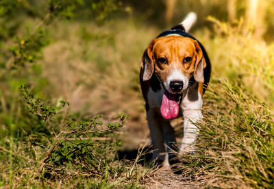 Portrait of dog sticking out tongue on field