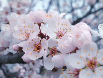 Close-up of cherry blossom