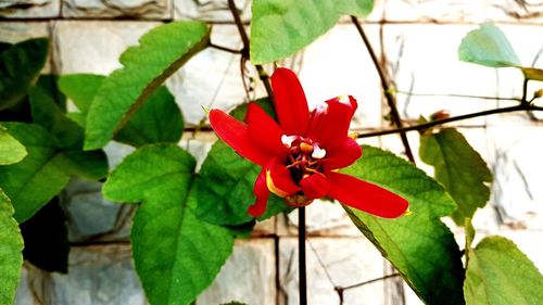 Close-up of red flowering plant