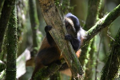 Monkey on tree branch