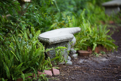 Empty bench amidst plants at park