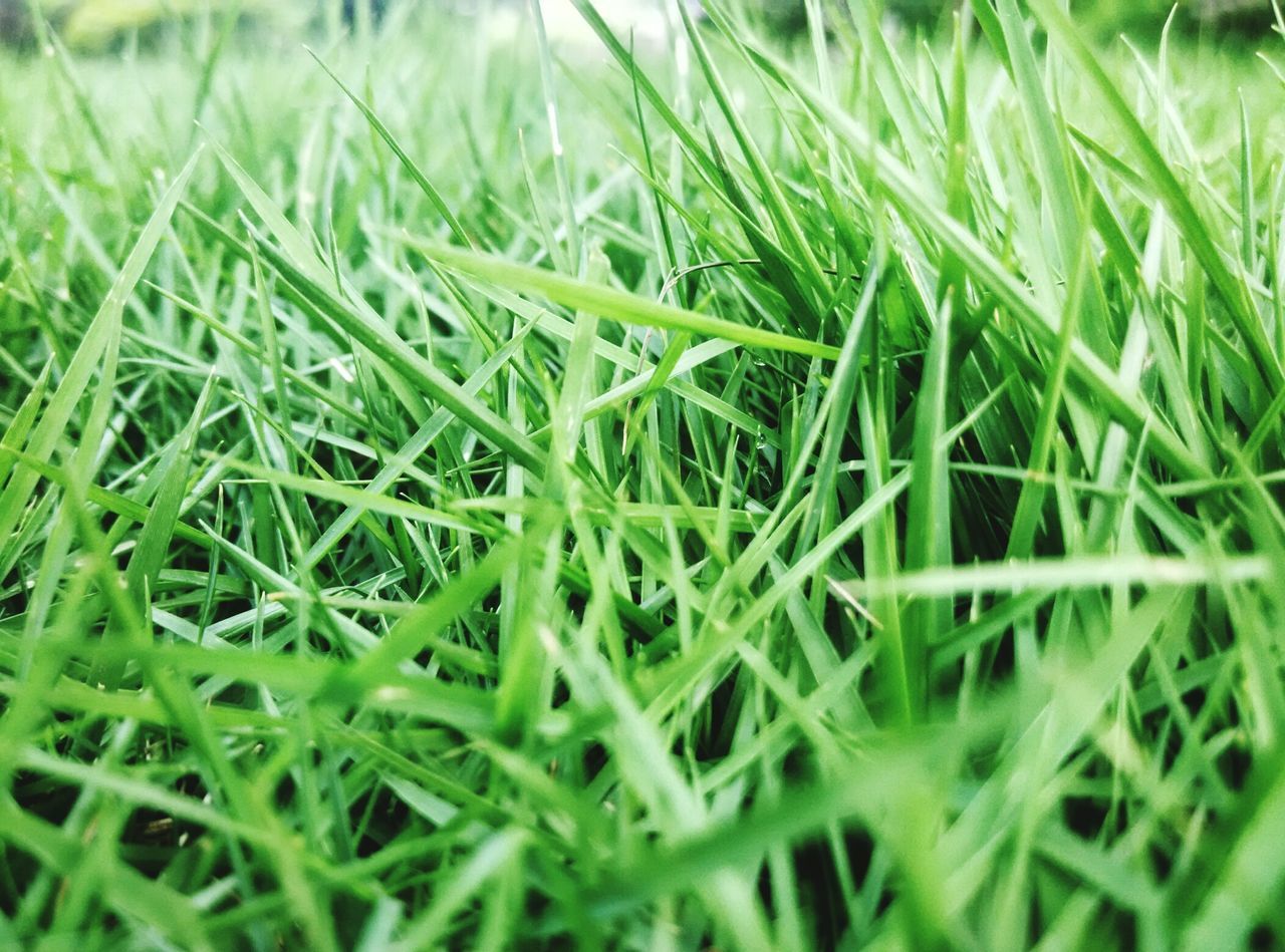 grass, green color, growth, field, blade of grass, nature, close-up, selective focus, drop, beauty in nature, full frame, tranquility, plant, backgrounds, dew, grassy, wet, day, outdoors, no people