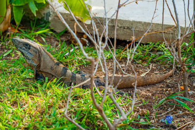 Side view of a lizard on land