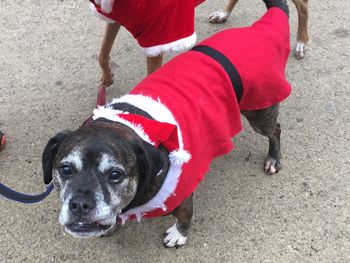 Low section of man with dog