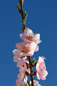 Close-up of pink cherry blossoms against clear blue sky