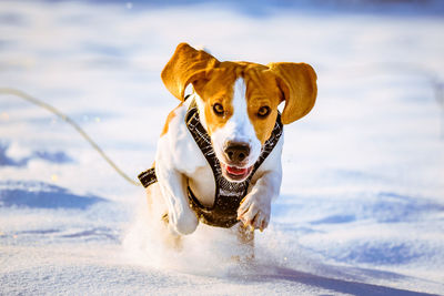 Portrait of dog running in snow