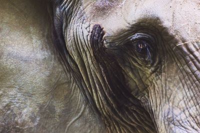 Close-up of elephant