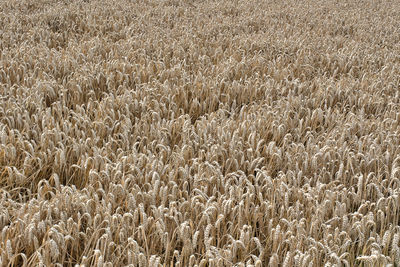 High angle view of wheat field