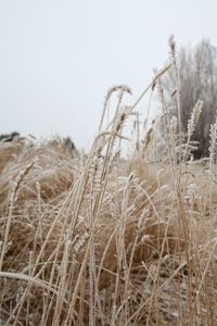 Close-up of wheat field against sky