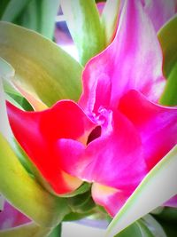 Close-up of pink flowers