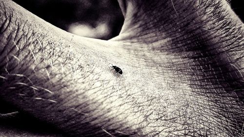 Close-up of insect on hand