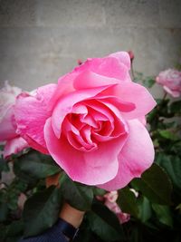 Close-up of pink rose