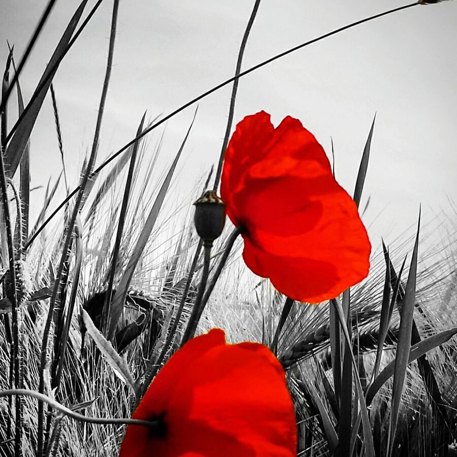 RED POPPY FLOWERS AGAINST SKY