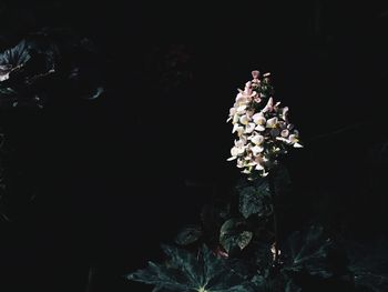 Close-up of flower tree against sky at night