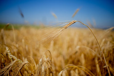 Close-up of wheat growing on field against sky