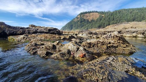 Rocky inlet on oregon coast with starfish