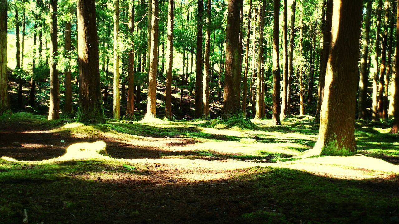 tree, tree trunk, forest, tranquility, woodland, growth, tranquil scene, nature, beauty in nature, scenics, green color, sunlight, landscape, grass, non-urban scene, day, no people, outdoors, shadow, idyllic