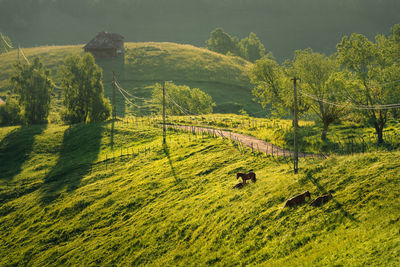 View of horses on field against hill in a summer morning