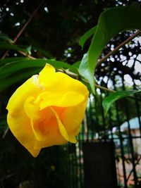 Close-up of yellow flowering plant