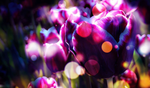 Close-up of pink flowering plant