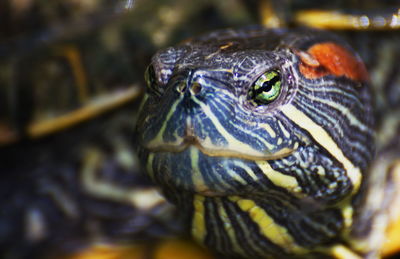 Close-up of turtle