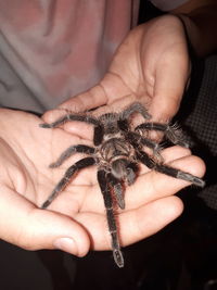 Close-up of person holding a spider